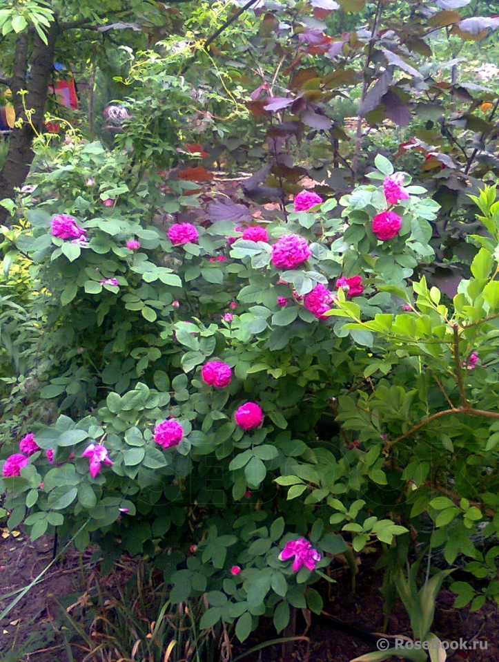 Rose de Rescht