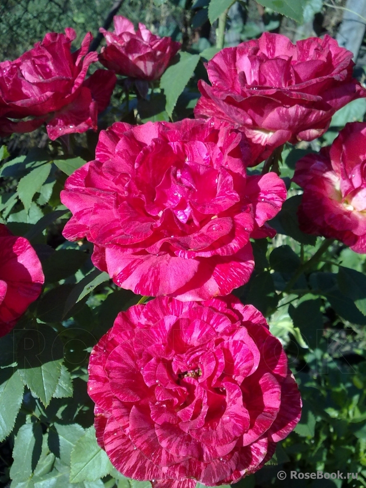 Red Intuition