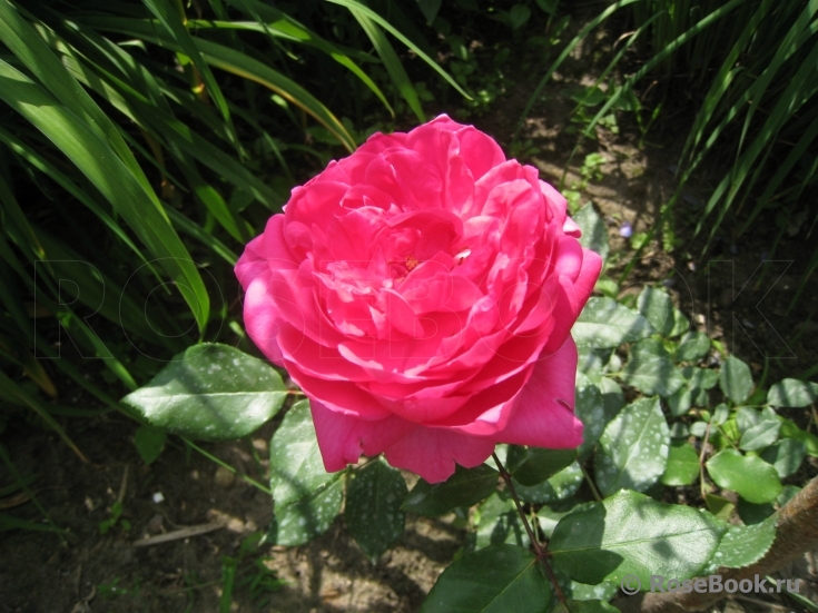 Decor Rose