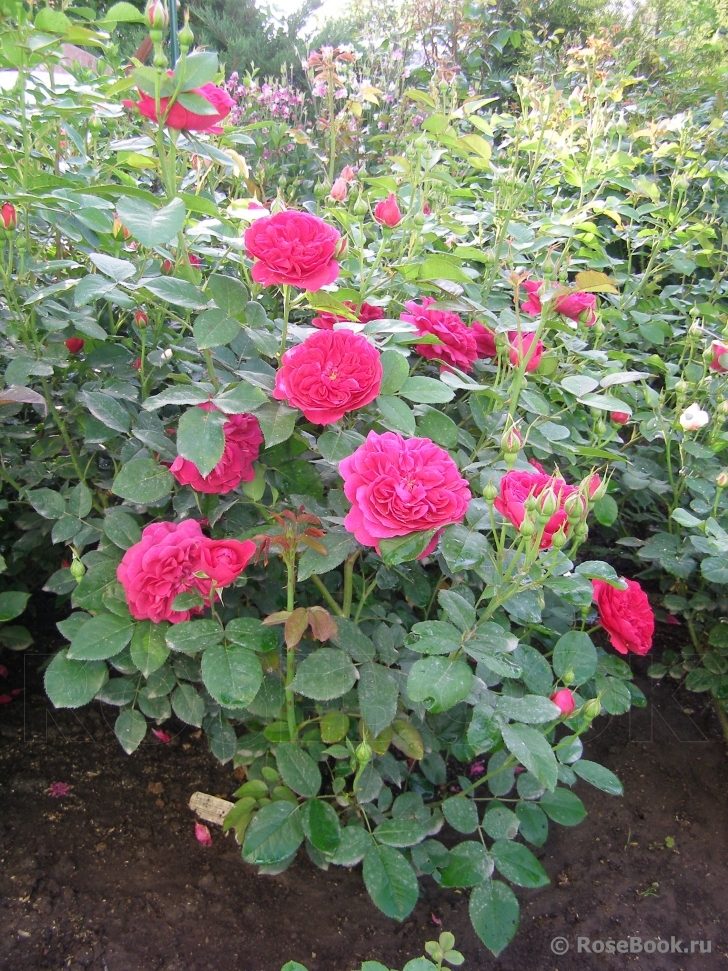 Darcey Bussell 