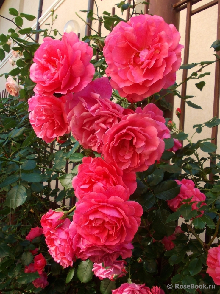 Rosarium Uetersen