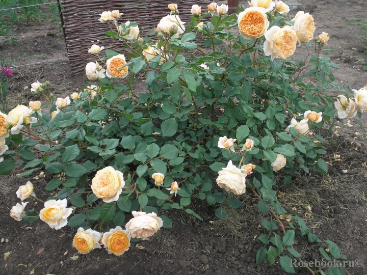 Crown Princess Margareta®