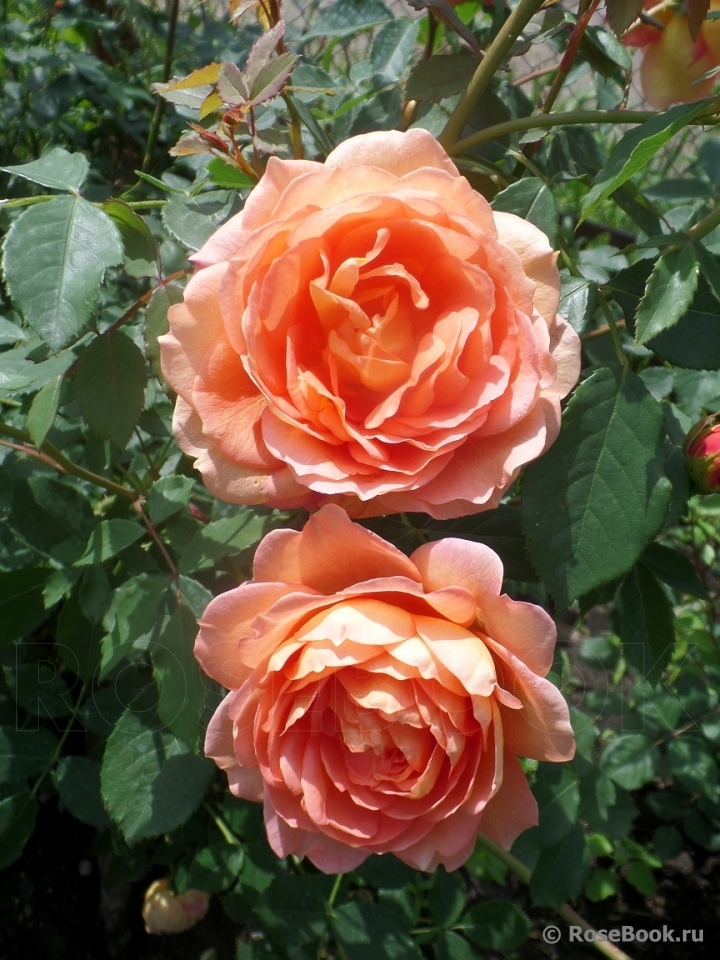 Lady of Shalott 