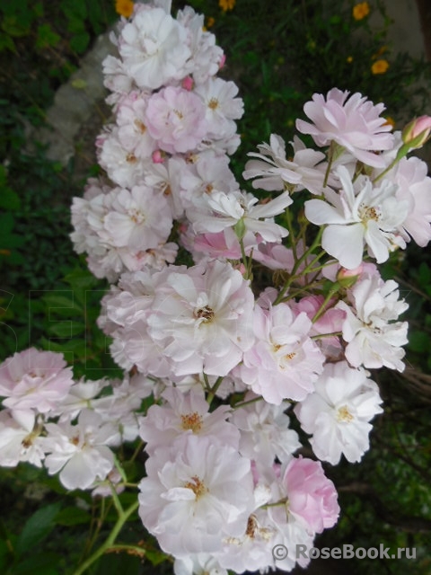 Brise Parfum