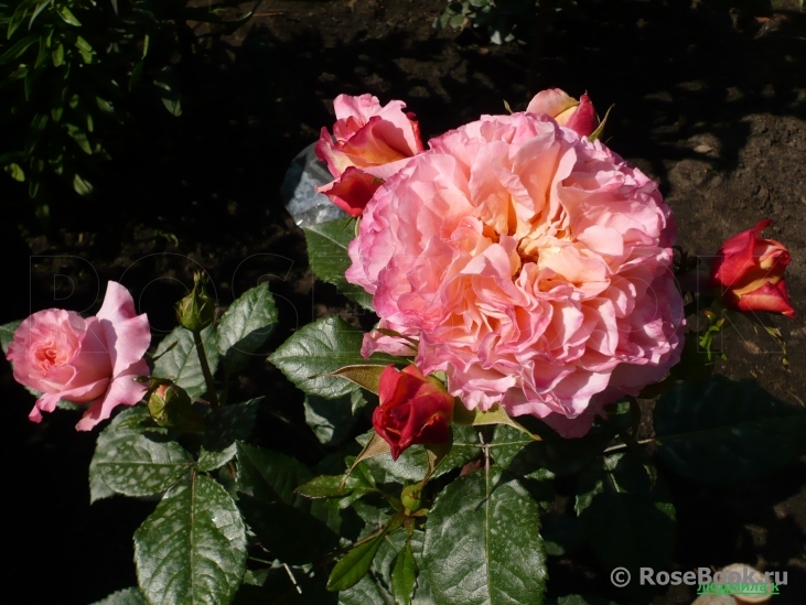 Augusta Luise