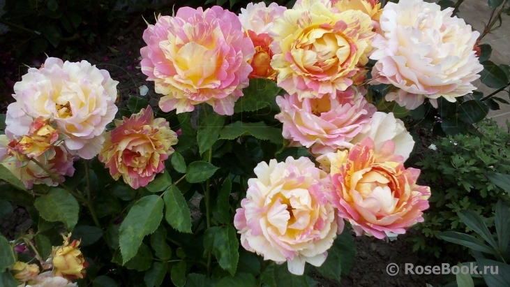 Rose des Cisterciens 