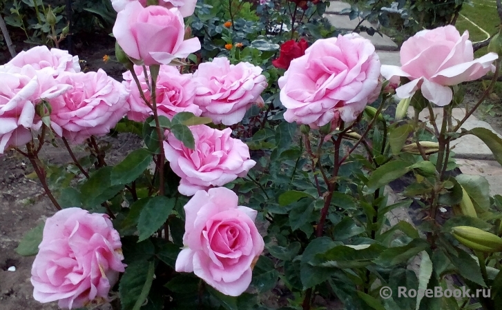 Jardins de Villandry