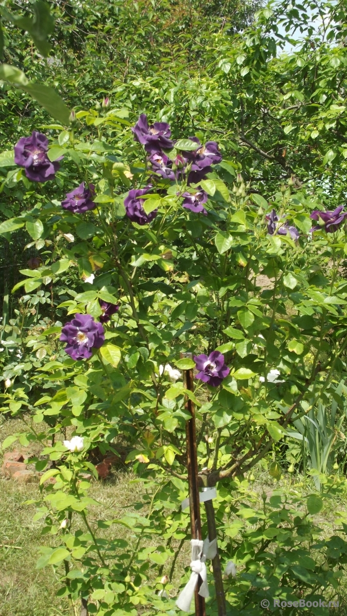 Rhapsody in Blue 
