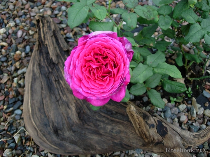 Johann Wolfgang von Goethe Rose®