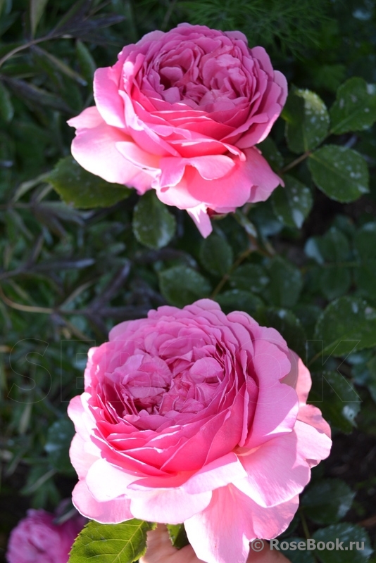 Princess Alexandra of Kent 