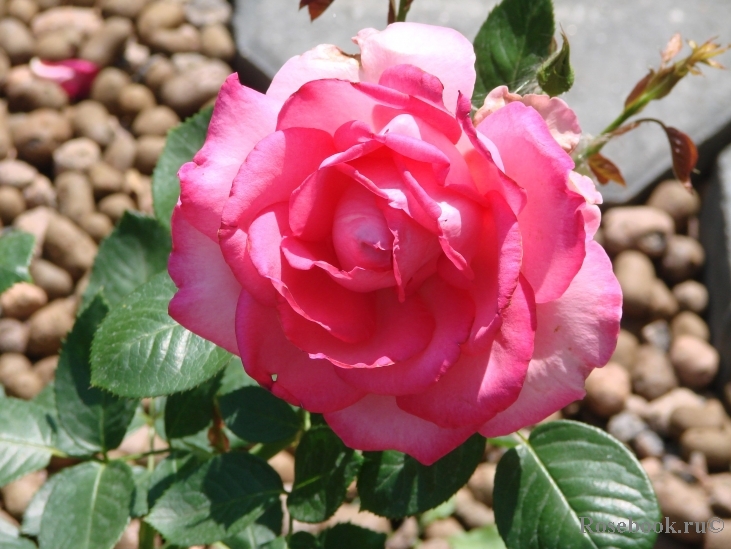 Esmeralda