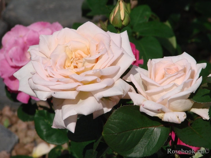 Jardins de Bagatelle 