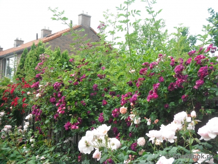 Bleu Magenta 