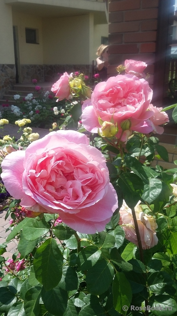 Abraham Darby