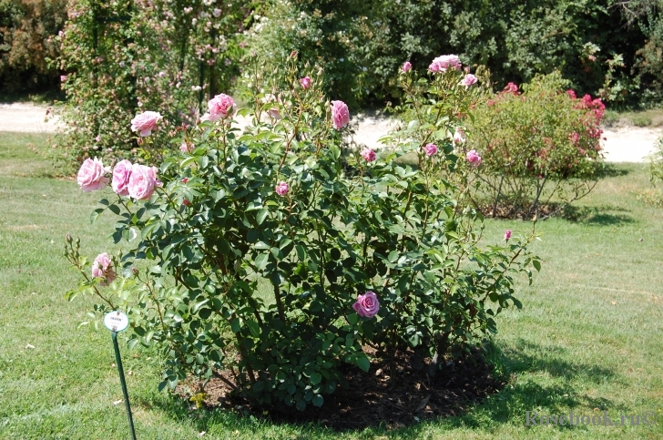 Hansa Park