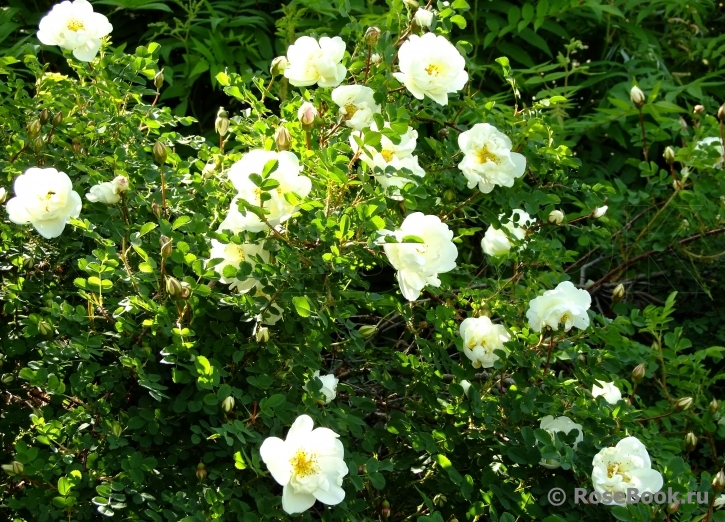 Double Scotch White