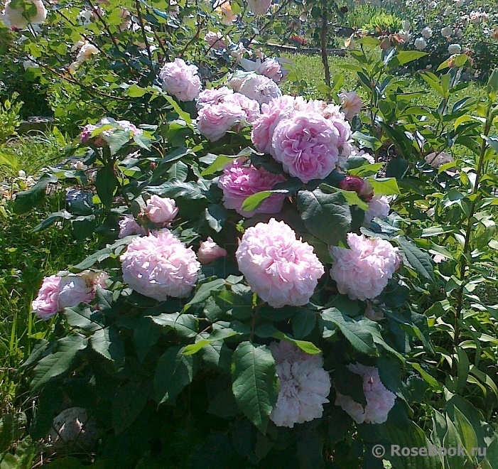 Jacques Cartier