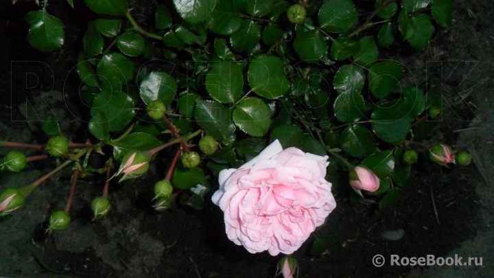 Home & Garden