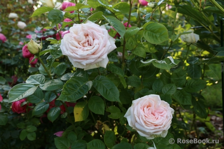 Madame Anisette ®