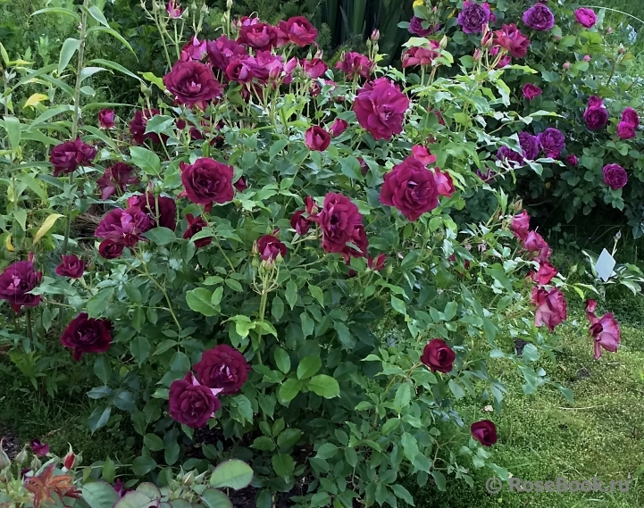 Burgundy Ice