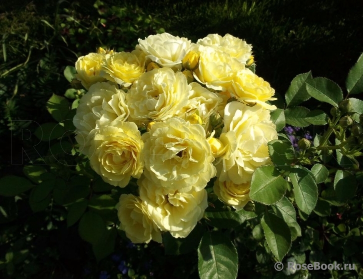 Golden Border