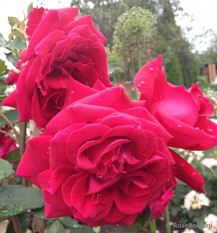 Velvet Fragrance 