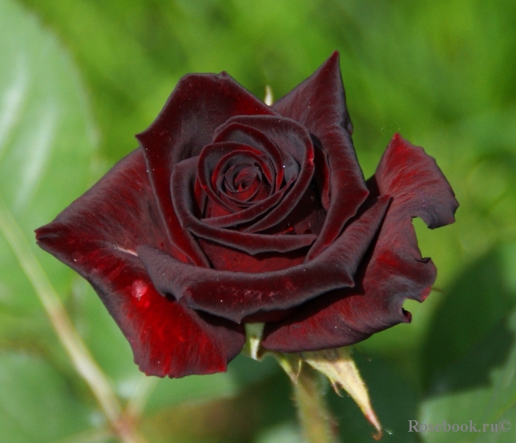 Black Baccara