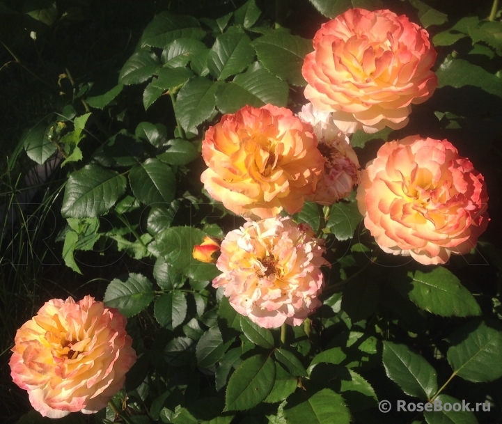 Rose george
