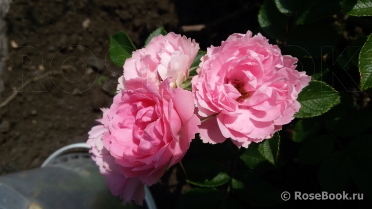Pink Grootendorst