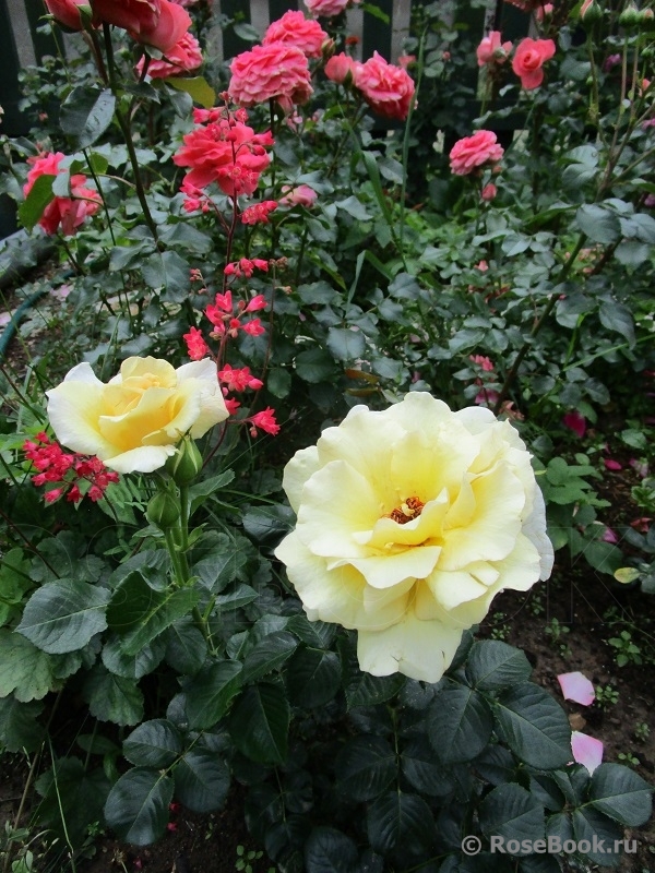 Debbie Phillips Rose