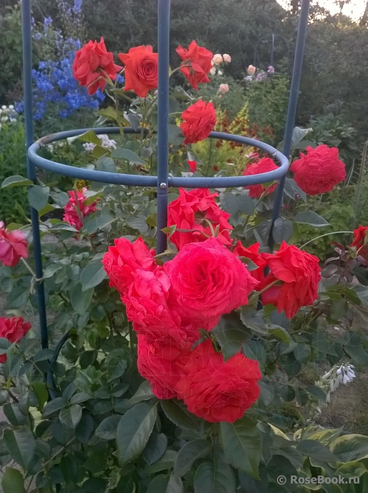 Роза Плетистая Салита Фото Отзывы