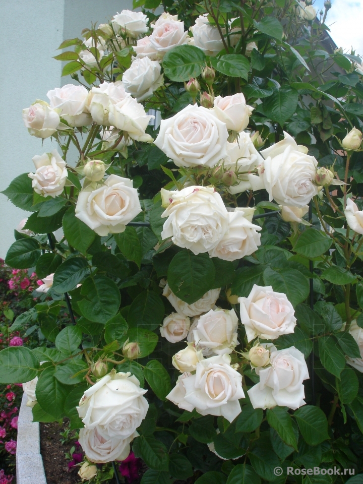 Madame Anisette ®