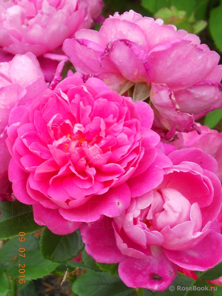 Princess Anne 