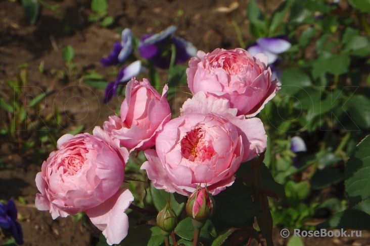 The Alnwick Rose