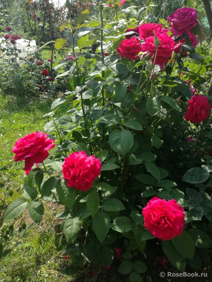 Fragrant Love ®