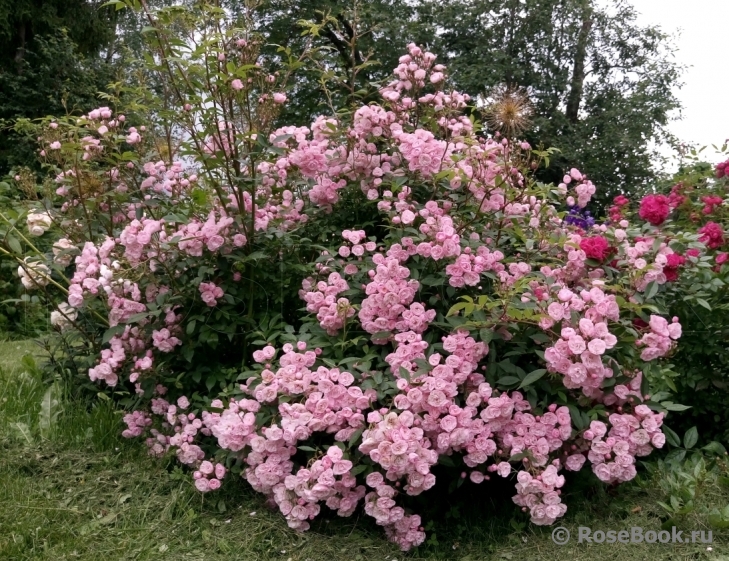 Heavenly Pink