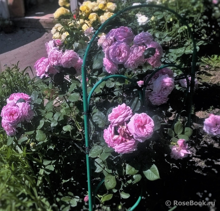 Rosengräfin Marie Henriette