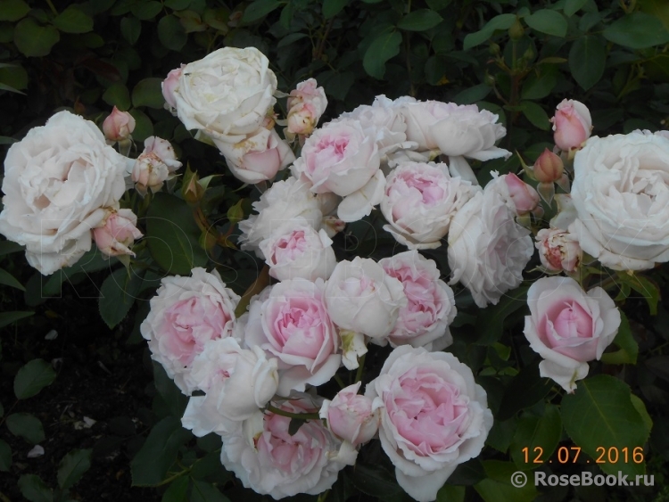Petit Trianon