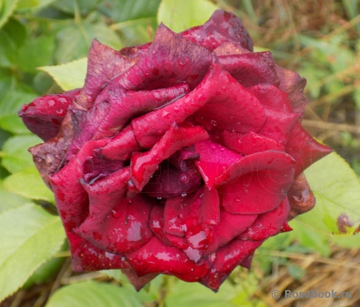 Black Baccara