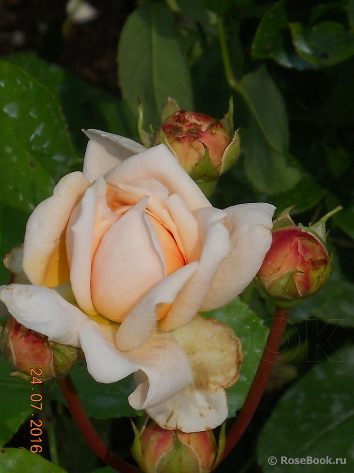 The Lady Gardener