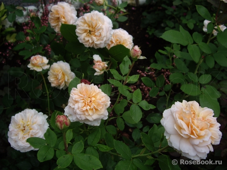 The Lady Gardener