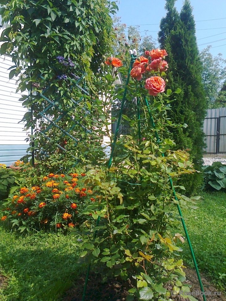 Summer Song