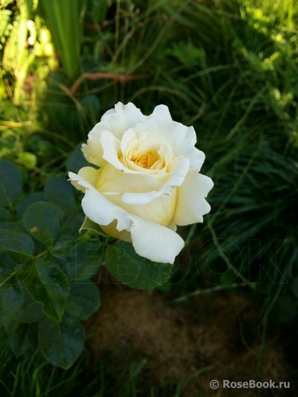 Cyrano de Bergerac 