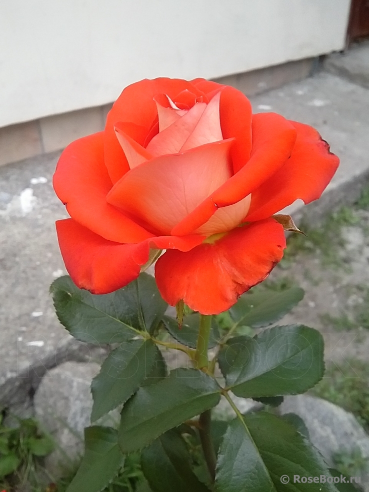 Verano®