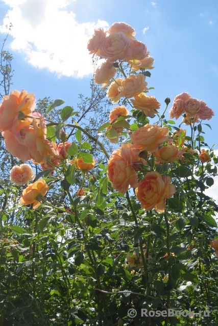 Lady of Shalott 