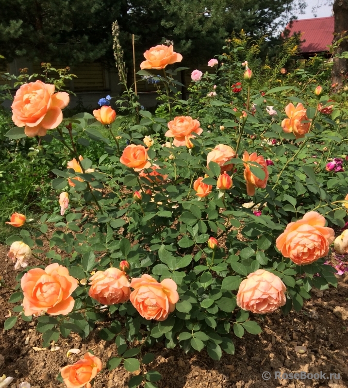 Lady of Shalott 