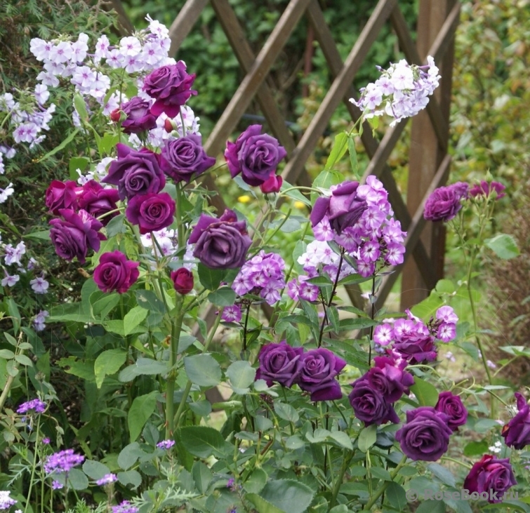 Parfum de Reve