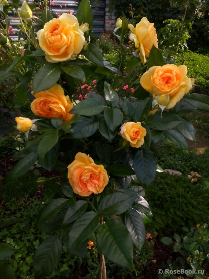 Goldelse