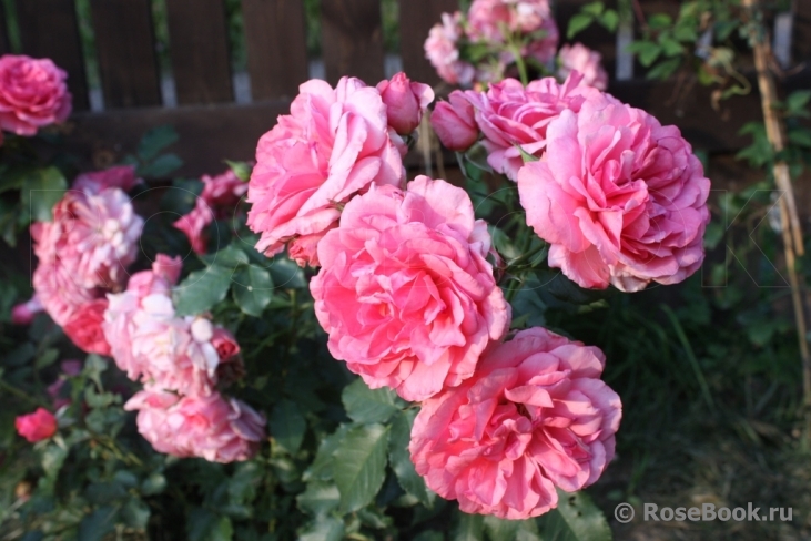 Rosarium Uetersen