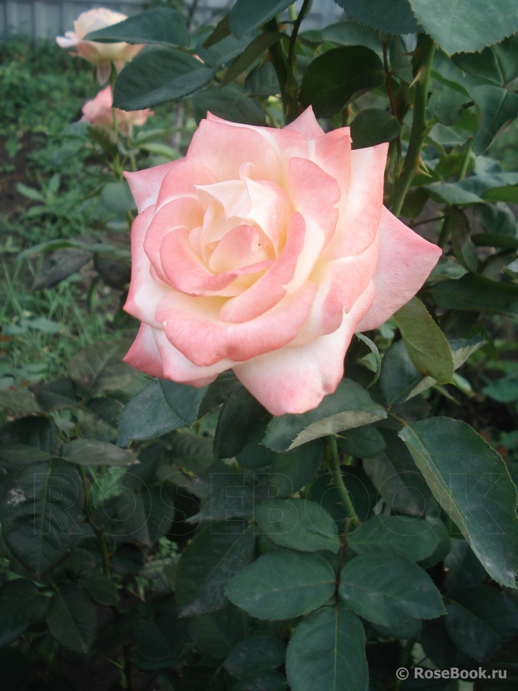 Belle Perle